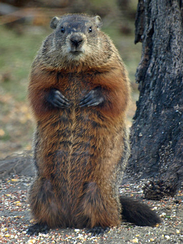 http://www.green-wood.com/wp-content/uploads/2012/07/woodchuck.jpg